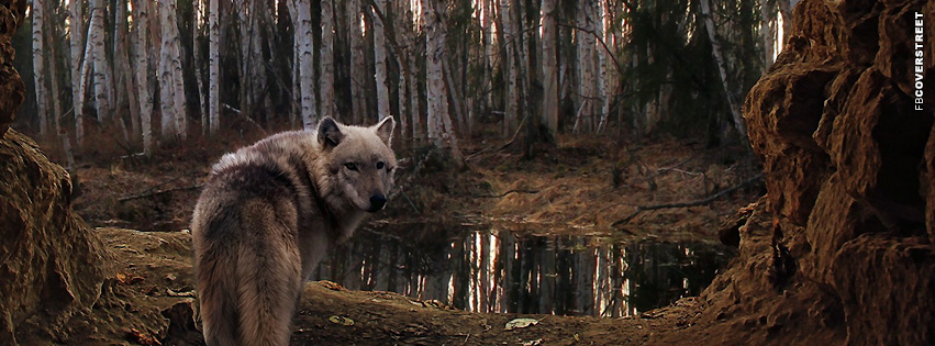 Wolf Lonely Wolf  Wallpaper