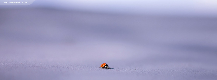 Traveling Ladybug  Wallpaper