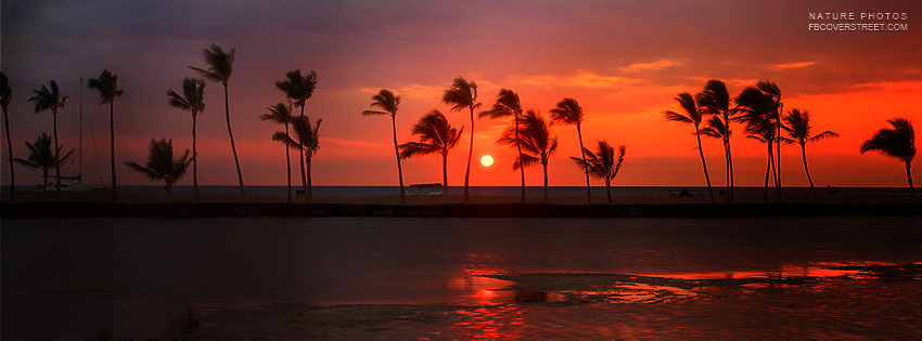 Sunset Palm Trees Blowing In The Wind Wallpaper