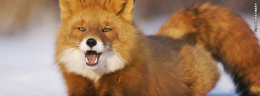 Angry Fox Cover  Wallpaper