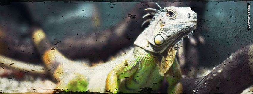 Lizard Armenia  Wallpaper