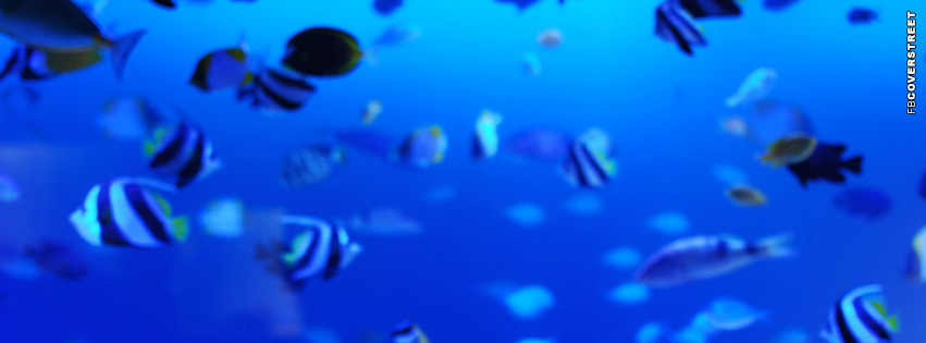 Marine Life Tropical Fish  Wallpaper