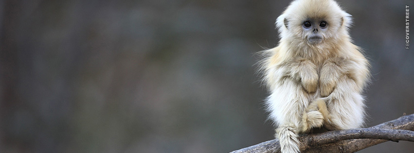 Cute Monkey  Wallpaper