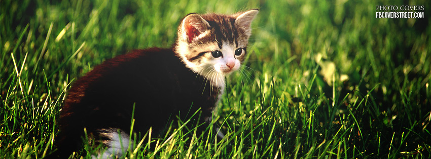 Kitten In Garden Wallpaper