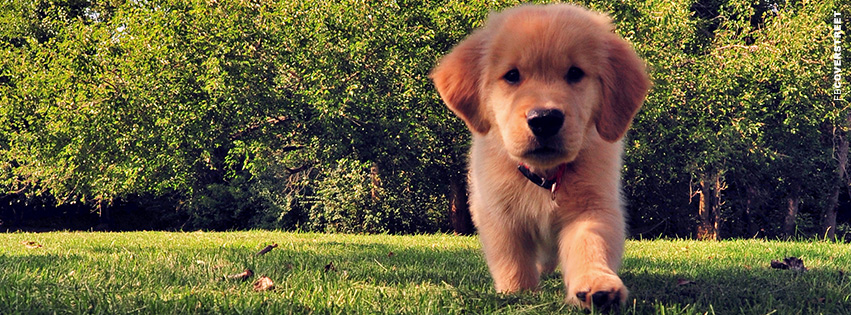 Cute Puppy Photograph  Wallpaper