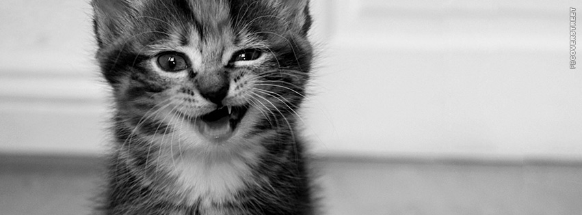 Aye Wassup Kitten  Wallpaper