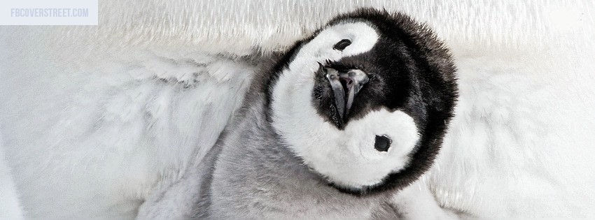 Baby Penguin Animal Wallpaper