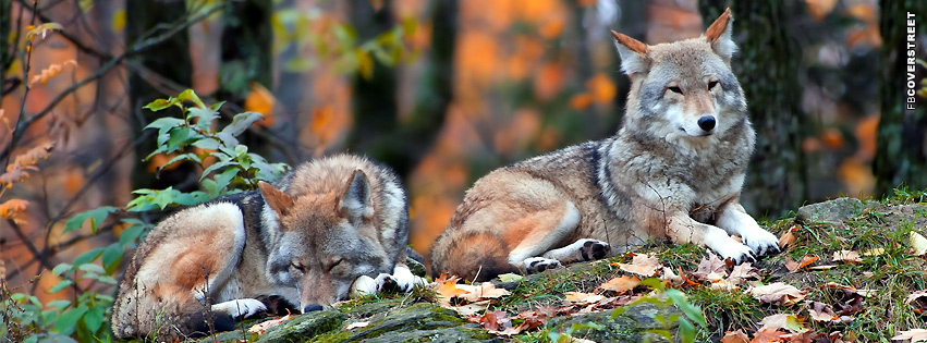 Wolves Resting  Wallpaper
