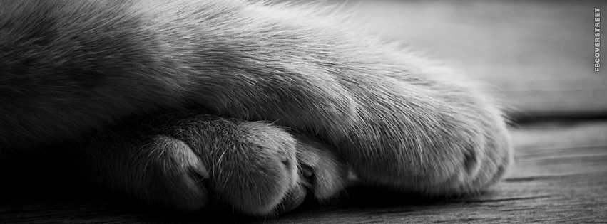 A Cats Paws  Wallpaper