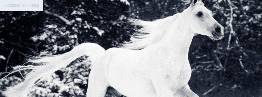 Running Wild White Horse Picture