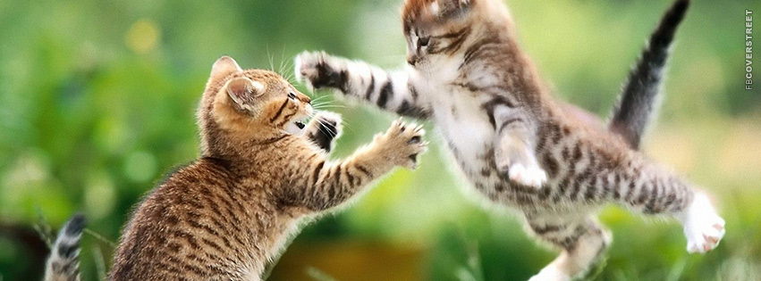 Kitties Playin  Wallpaper
