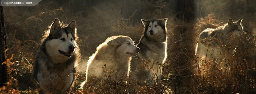 Pack of Wolves 2 Wallpaper