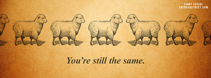 Youre Still The Same Sheep Picture