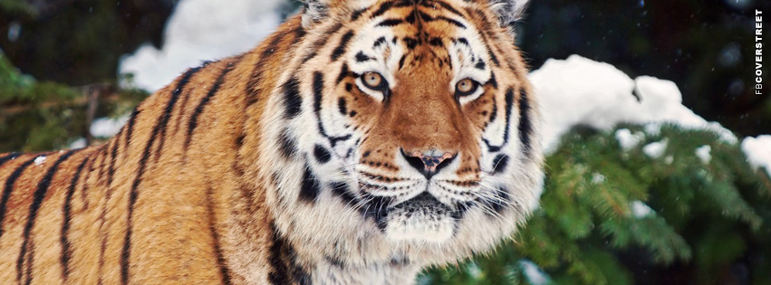 Winter Tiger Cover  Wallpaper