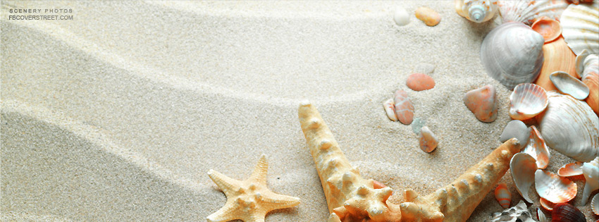 Beach With Tons of Shells Wallpaper