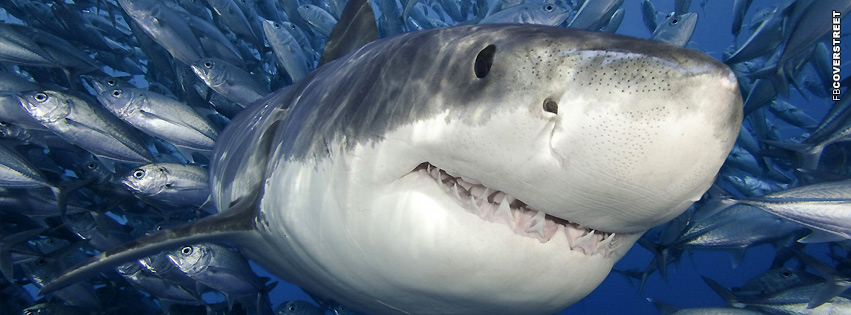 Shark Great White Swimming  Wallpaper