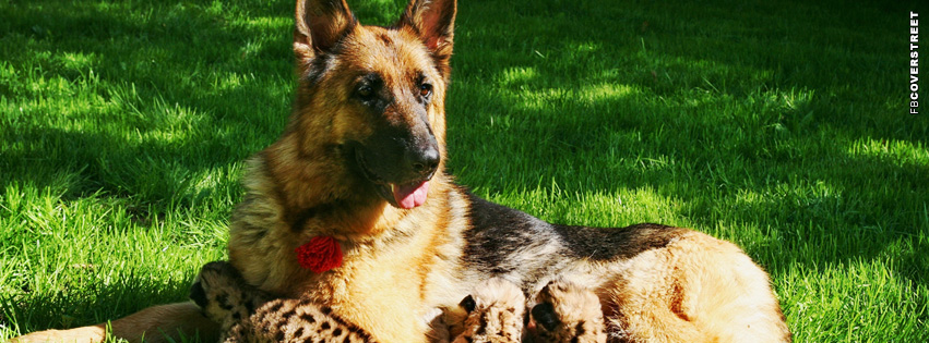 German Shepherd Backyard  Wallpaper