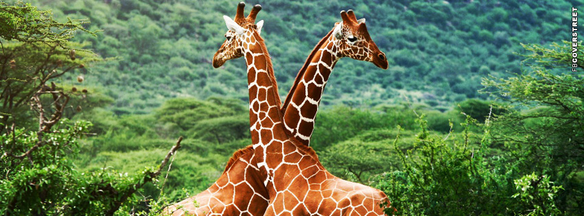 Giraffes Africa  Wallpaper