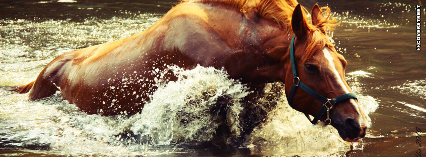 Horse In Water  Wallpaper