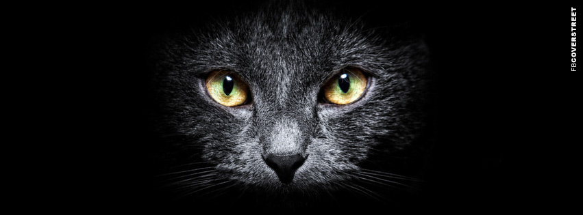Suspicious Black Cat Cover  Wallpaper