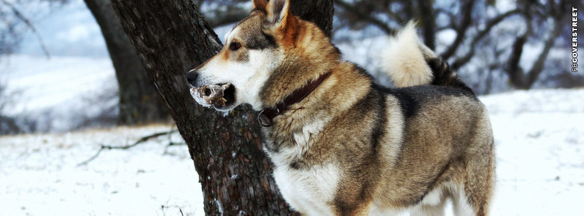 Husky Dog Cover  Wallpaper