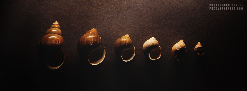 Vintage Snail Shells Wallpaper