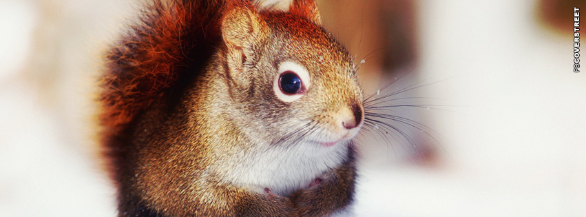 Winter Squirrel Cover  Wallpaper