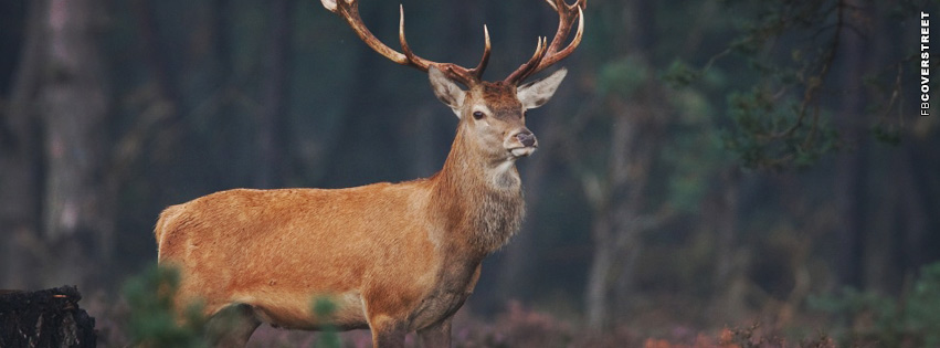 Deer Cover Photo  Wallpaper
