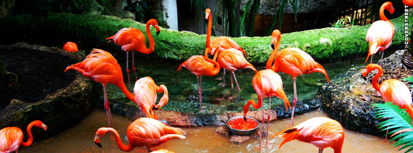 Flamingo Birds Cover  Wallpaper