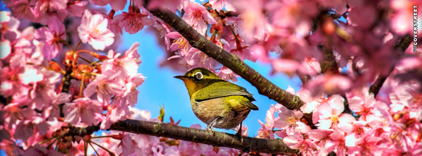Japanese White Eye Bird  Wallpaper