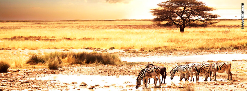 Zebra In Dry Africa  Wallpaper