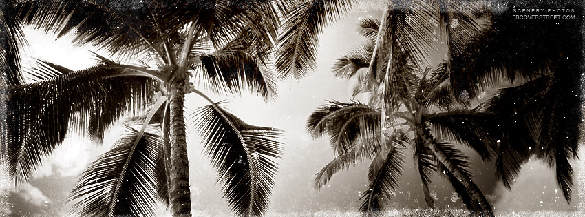 Vintage Palm Trees Wallpaper