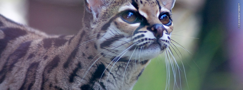 Pantanal Cat  Wallpaper