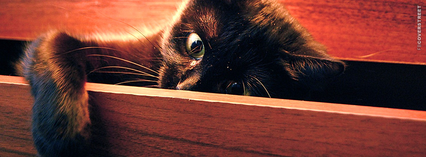 Kitten Playful  Wallpaper