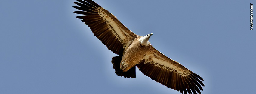 Vulture Soaring  Wallpaper