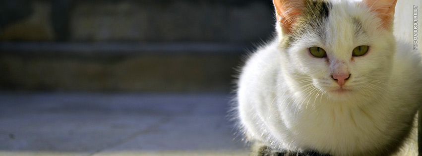 Homeless Cat  Wallpaper