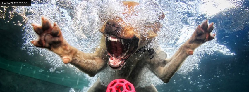 Dog Swimming For a Ball  Wallpaper