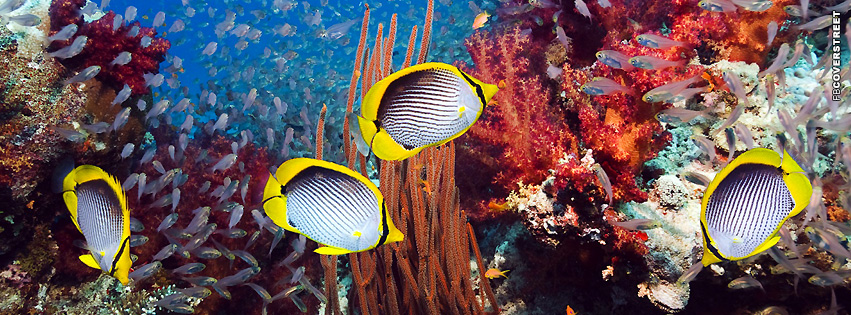 Fish Tropical and Coral Reef  Wallpaper