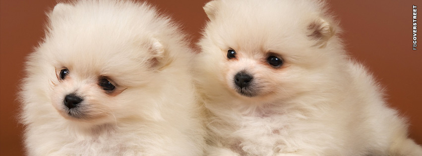 Puppies Pomeranian  Wallpaper