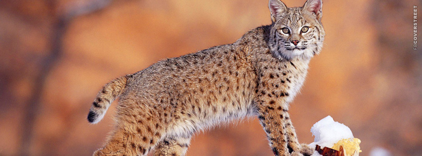 Bobcat Observing  Wallpaper