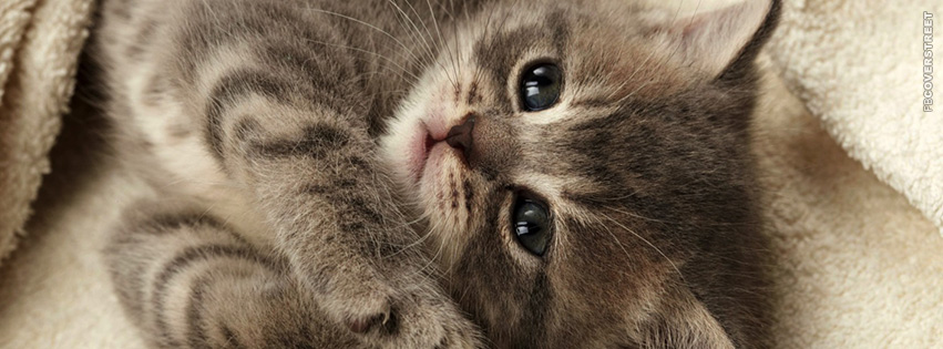 Cutest Kitten Ever  Wallpaper