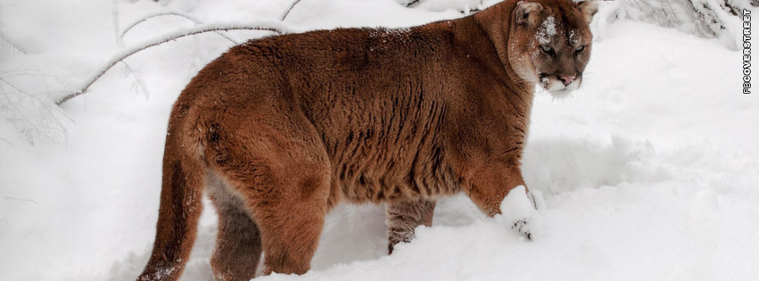 Snow Lion Cover  Wallpaper