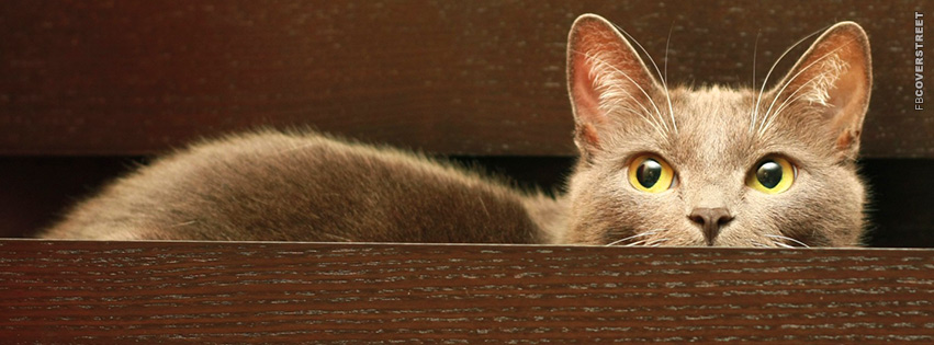 Silly Cat Hiding In A Drawer  Picture