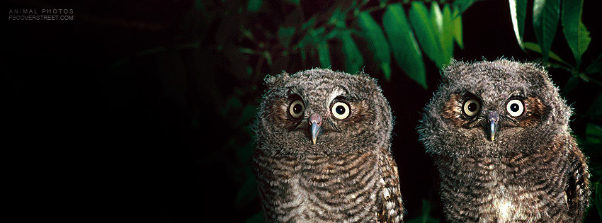 2 Owls At Night Wallpaper