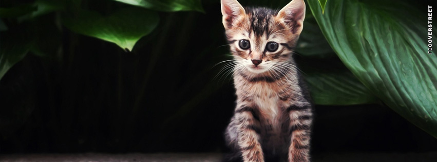 Kitten In Bush Cover  Wallpaper