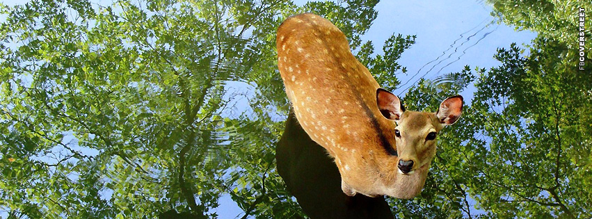 Deer In a Pond  Wallpaper