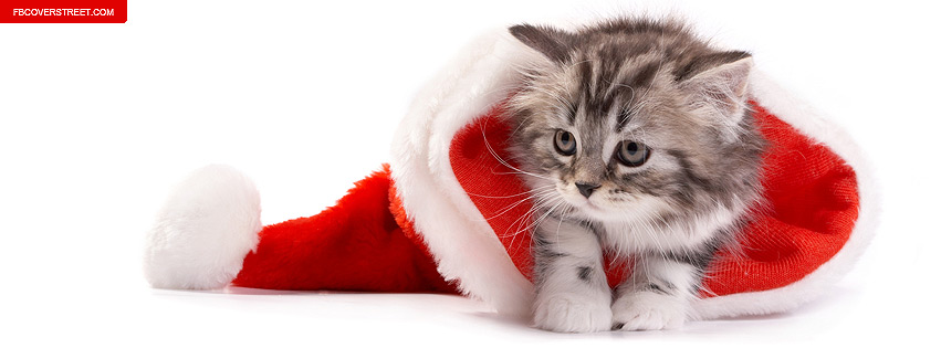 Kitten In A Santa Hat Wallpaper