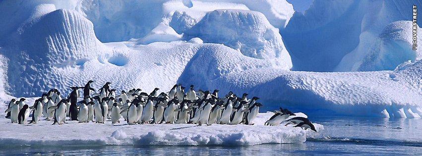 Penguins Diving  Wallpaper