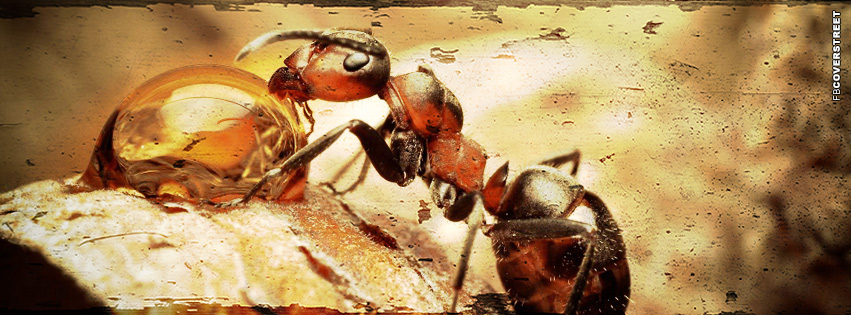 Ant Macro Grunge  Wallpaper