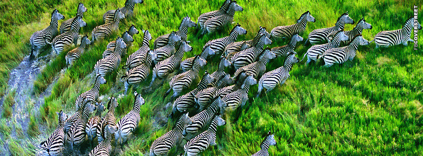 Zebra Herd Running  Wallpaper